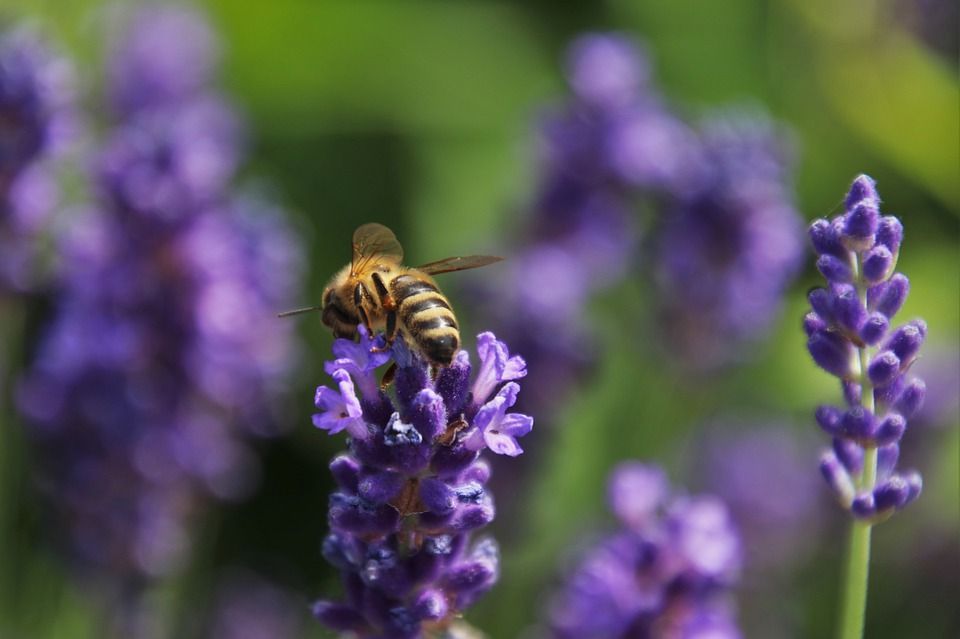 Pourquoi la biodiversité doit être la priorité environnementale n°1 en France
