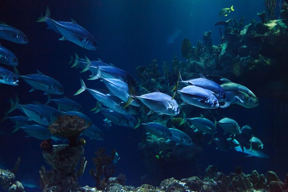 Quelques faits sur la dégradation des océans